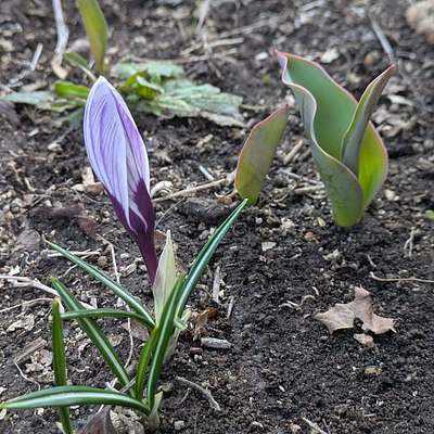 春の兆し。。綿花栽培キット発送準備です！
