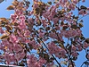 おたる綿。。発芽！！