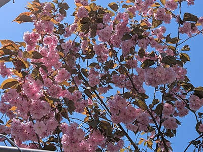 おたる綿。。発芽！！
