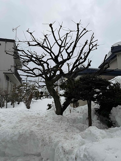 ウメの木の剪定。