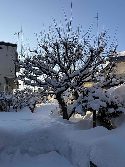 ウメの木の剪定。