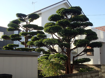 オンコ（イチイ）の剪定。