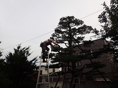 松の剪定。