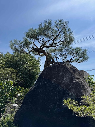 アカマツの剪定。