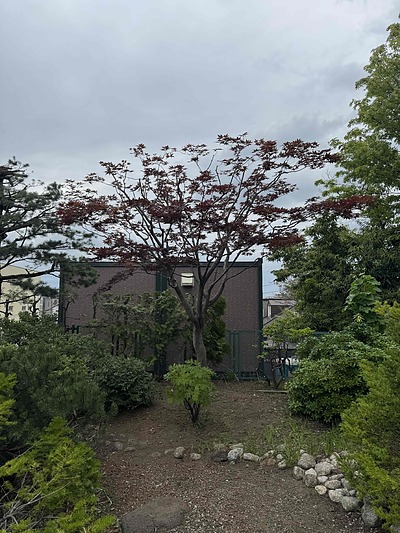 ノムラカエデの剪定。