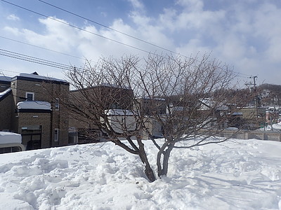 チシマザクラの剪定（札幌市）。