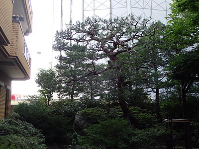 アカマツの剪定（札幌市）。