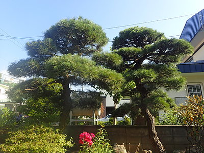 五葉松の剪定（札幌市）。