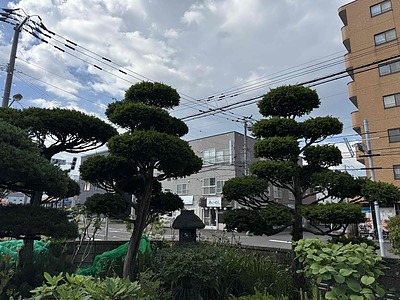 松とオンコ（イチイ）の剪定（札幌市）。