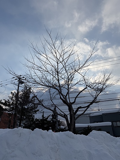 サクラの剪定（札幌市）。