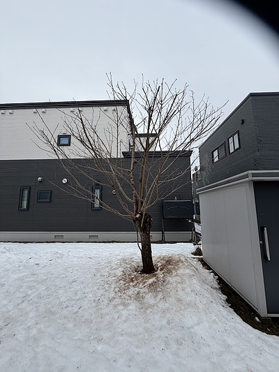 ヤエザクラの剪定（札幌市）。