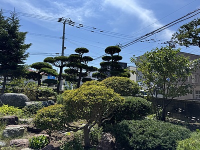 剪定後のお庭（札幌市）、8月。