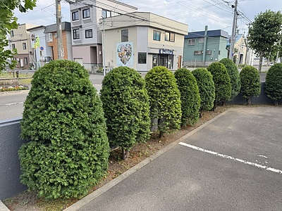 円錐形（オンコやコニファー類）の剪定・刈り込み（札幌市）。