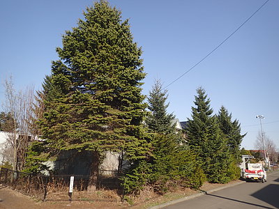 庭木の伐採・伐根（札幌市、江別市、北広島市、千歳市他）。