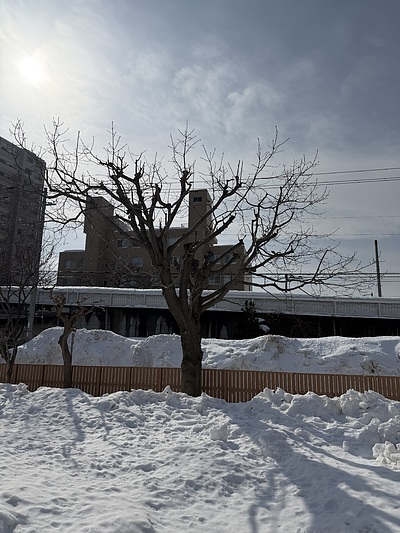 アカナラの剪定（札幌市）。