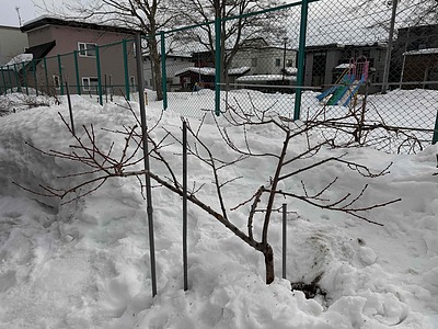 ももの木の剪定（札幌市）。