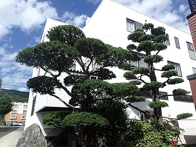 仕立物のオンコと五葉松の剪定・刈り込み（札幌市）。