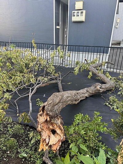 樹木の生育に悪影響をおよぼす防草シートと深植え。