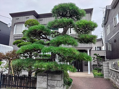 松の剪定（札幌市、江別市ほか）。