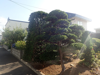 オンコ（イチイ）の剪定。