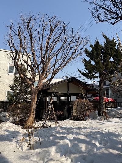 ナツツバキの剪定（札幌市）