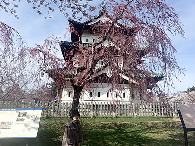 サクラの開花。