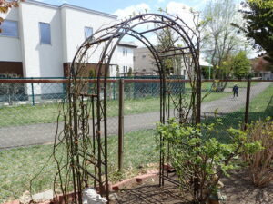 バラの剪定、管理。