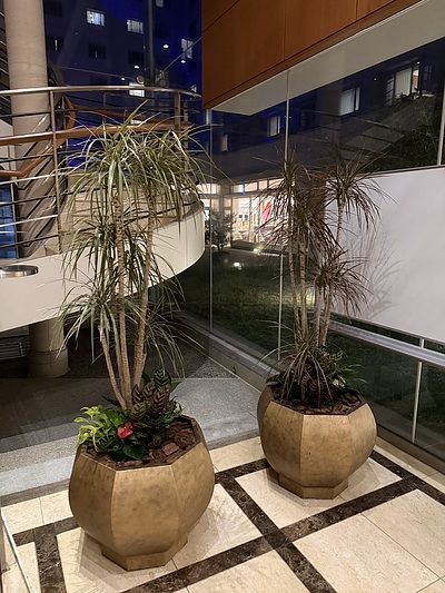 観葉植物の植え替えと剪定。