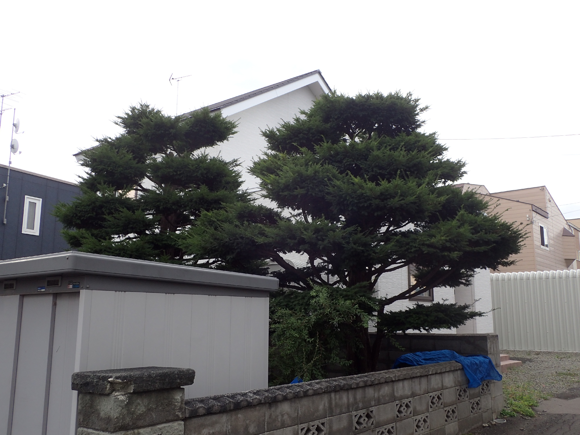 オンコ（イチイ）の剪定前。