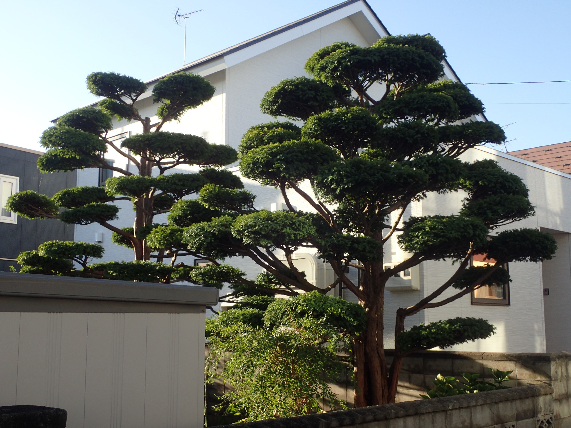 オンコ（イチイ）の剪定後。