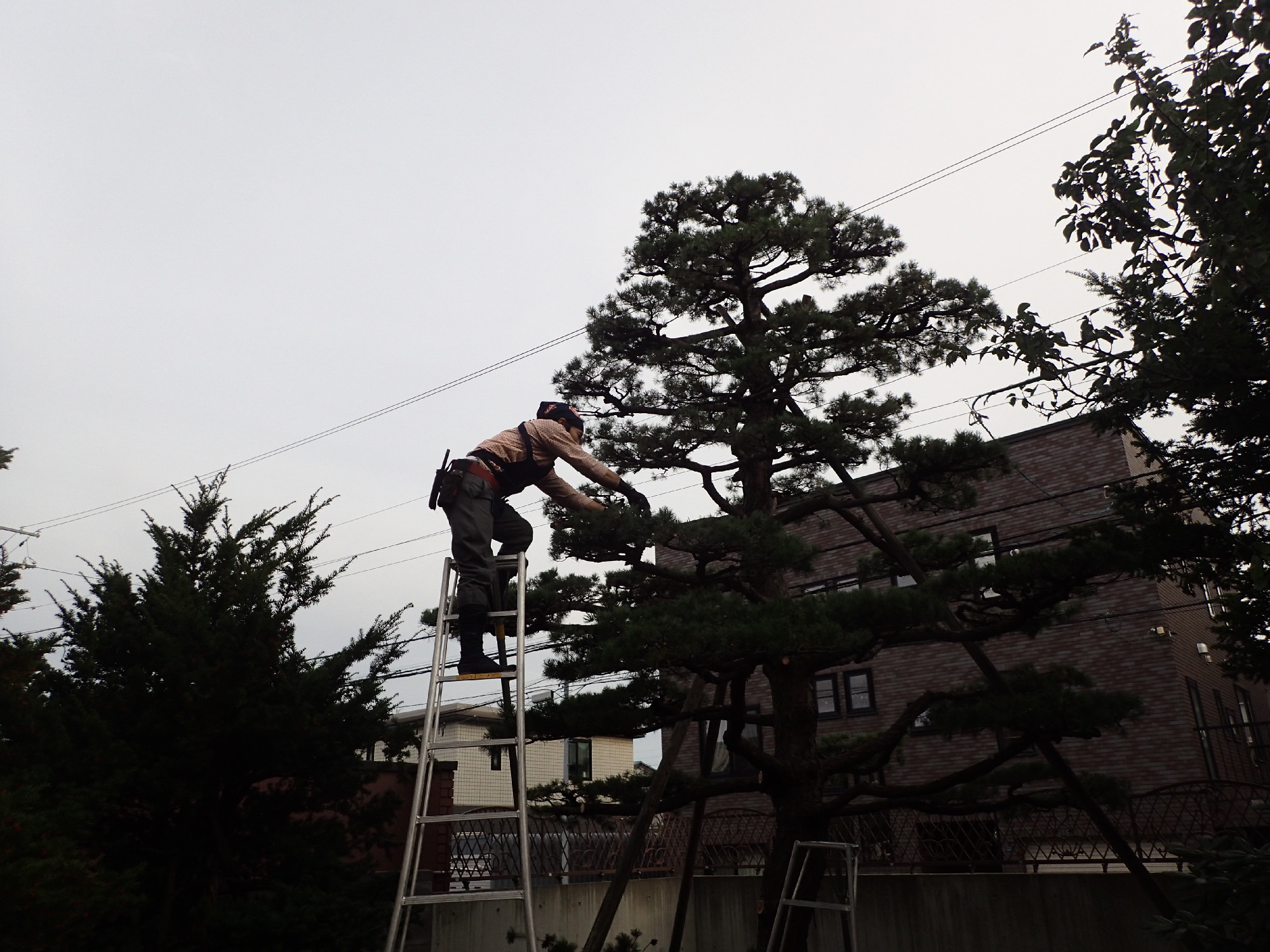 五葉松の剪定作業。