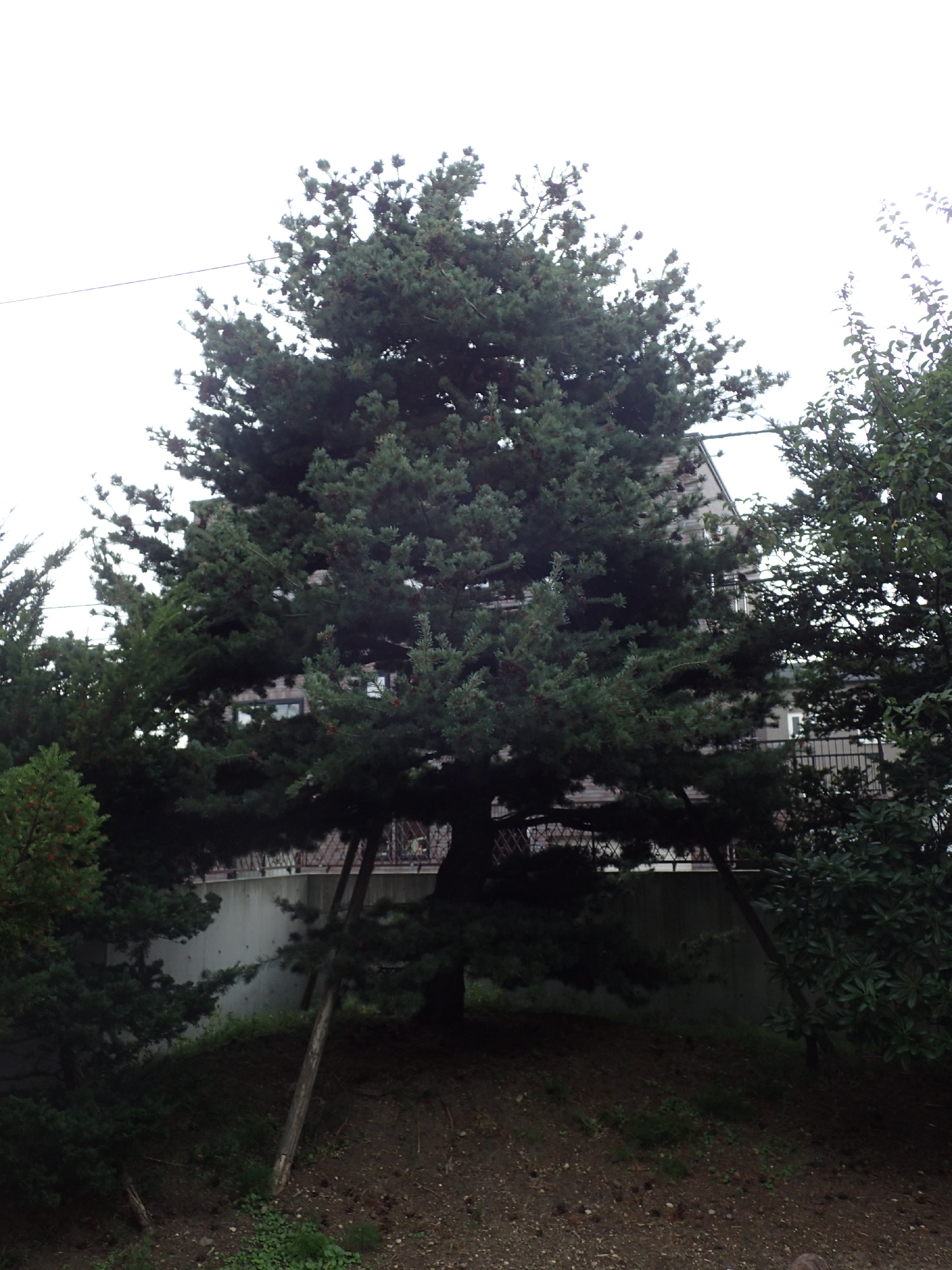 五葉松の剪定前。