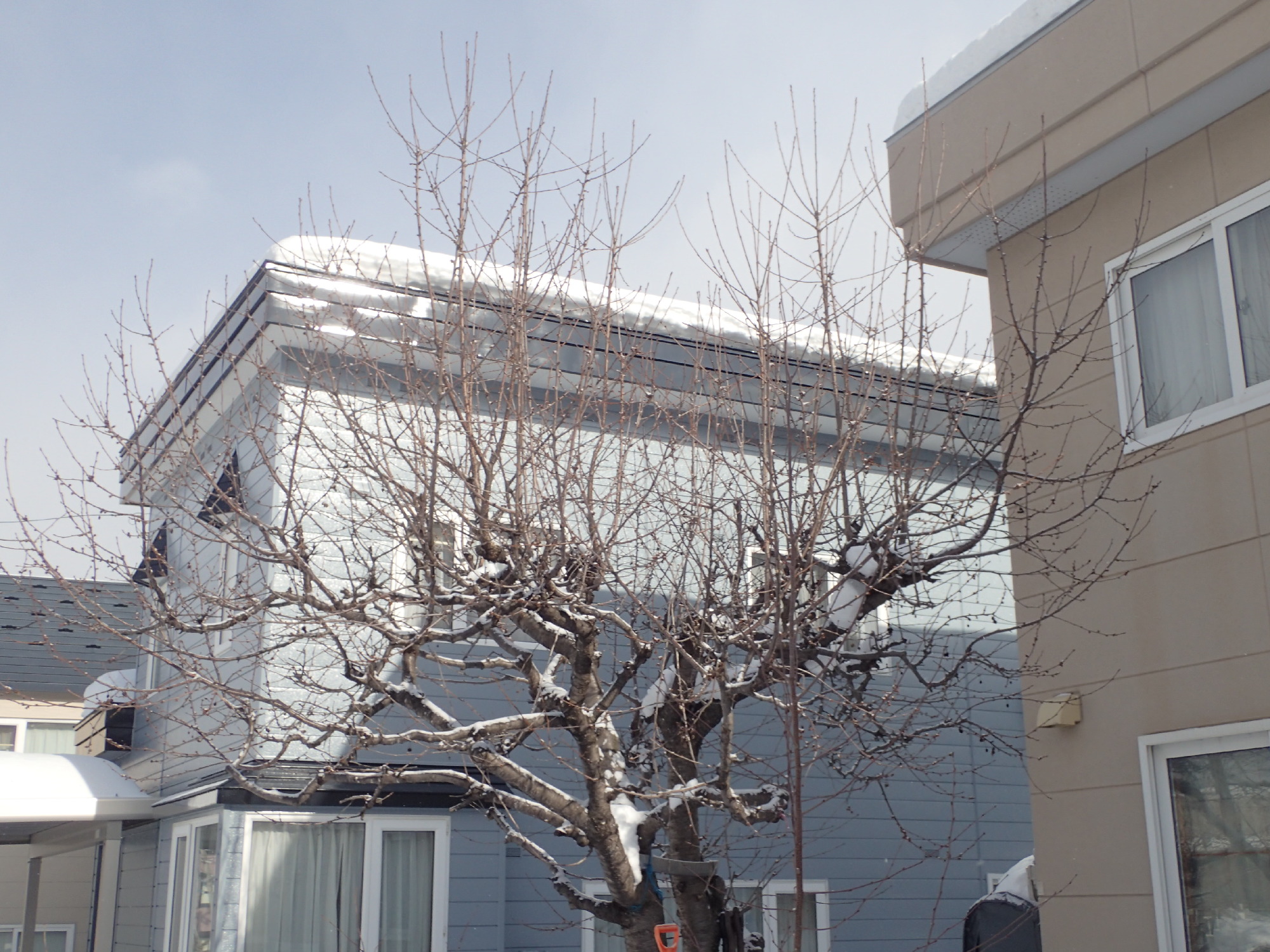 サクランボの木の剪定前。