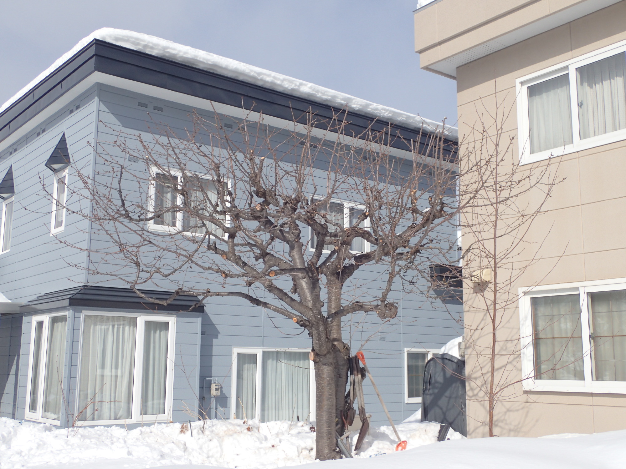 サクランボの木の剪定後