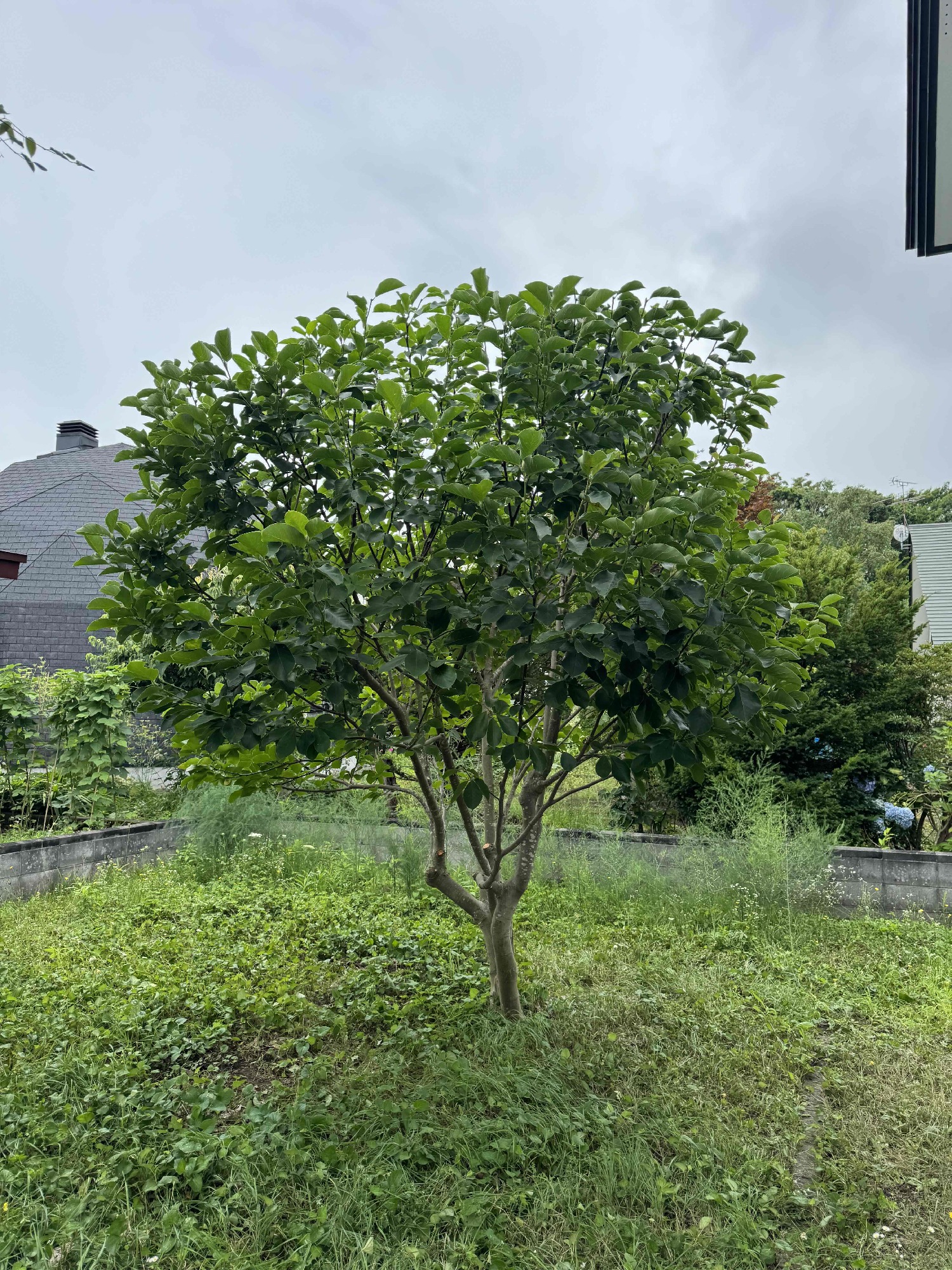 モクレンの剪定後。