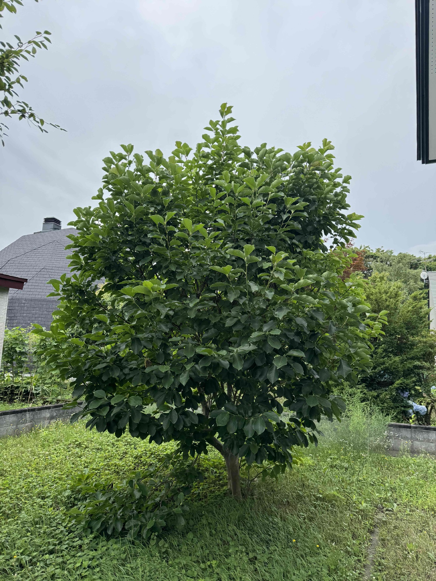 モクレンの剪定前。