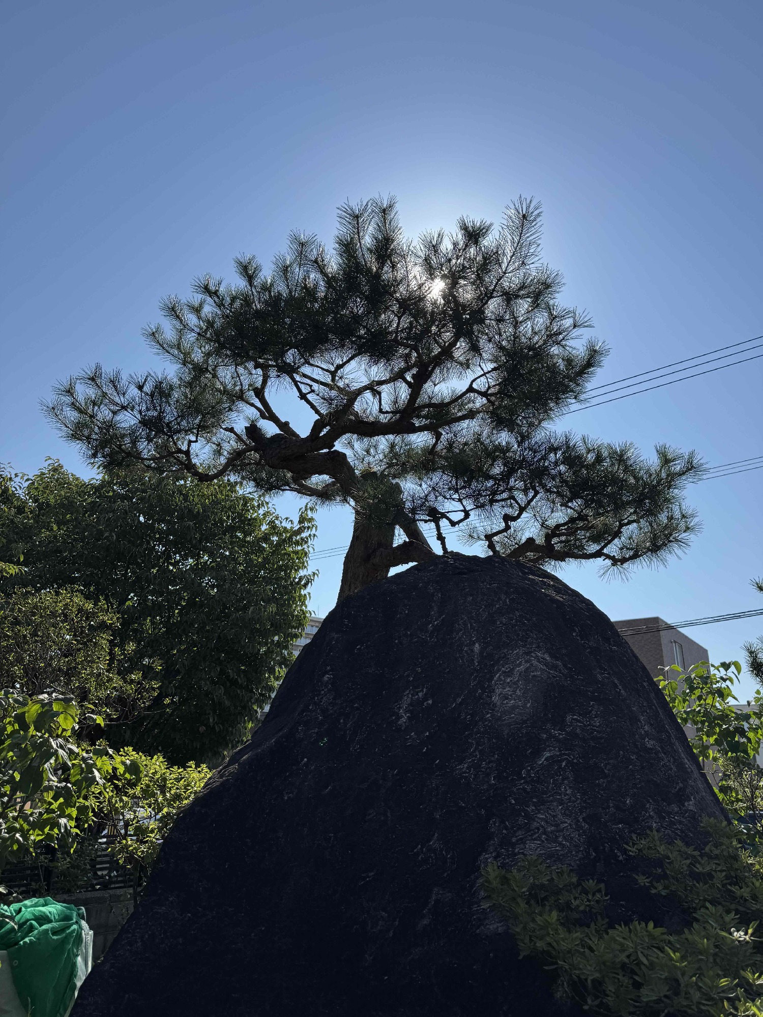 アカマツの剪定前。