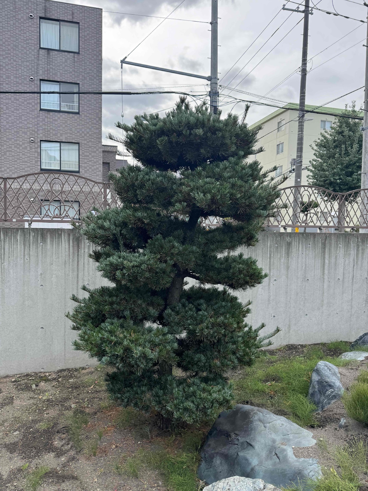 五葉松も剪定前。