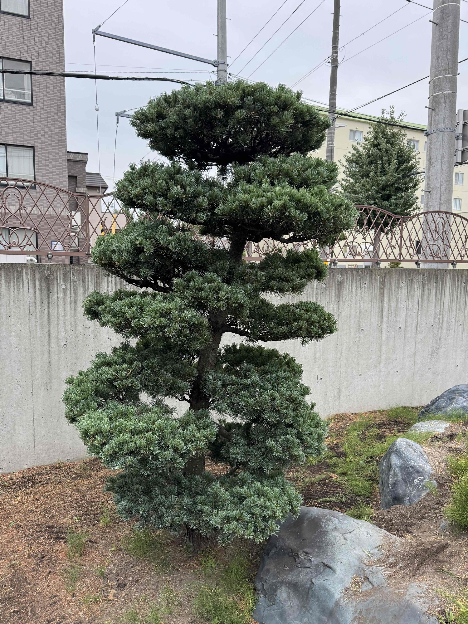 五葉松の剪定後。