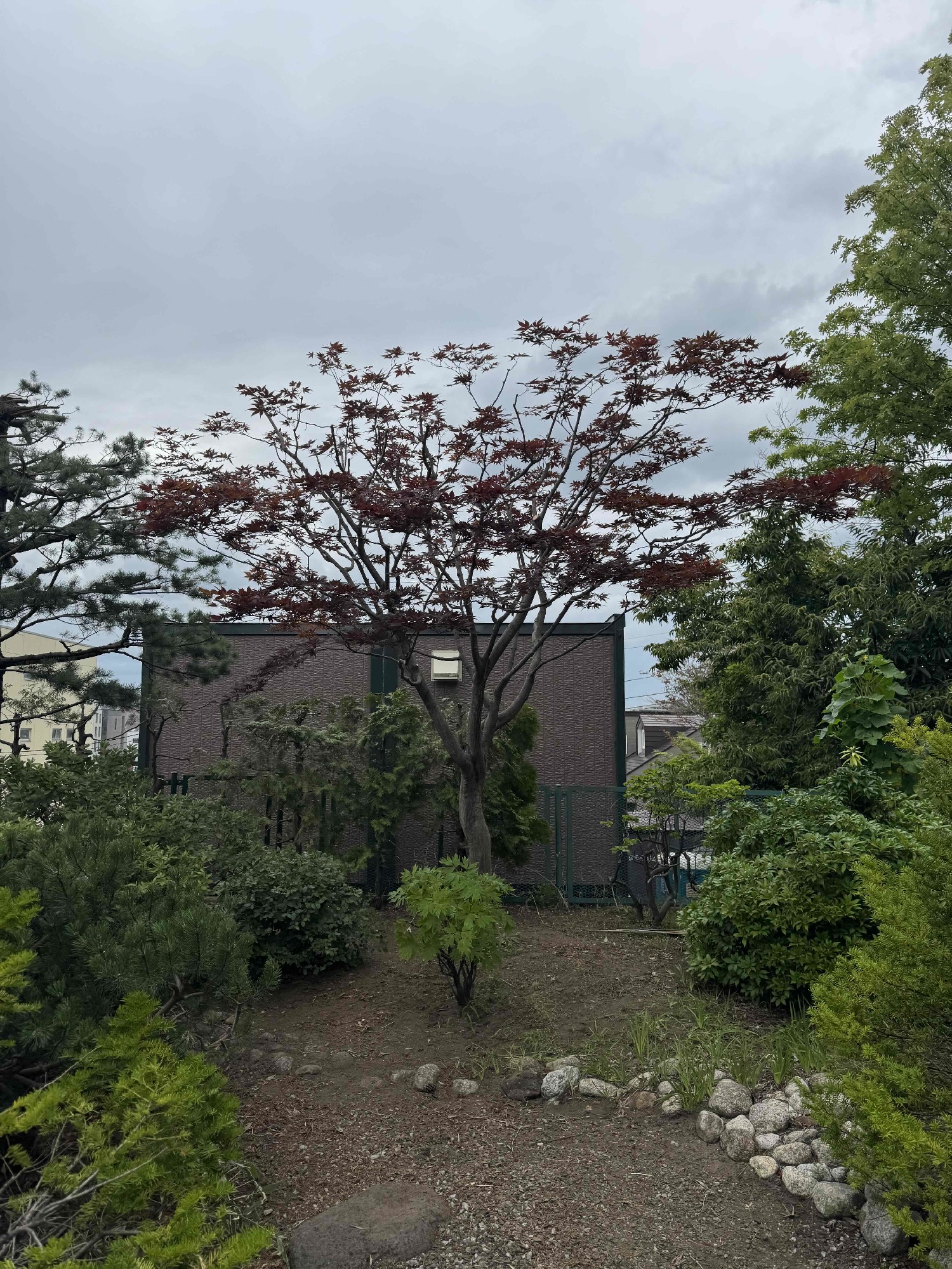 ノムラカエデの剪定後。