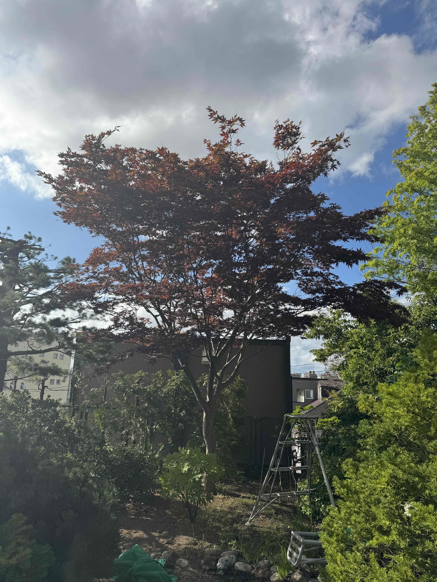 ノムラカエデの剪定前。