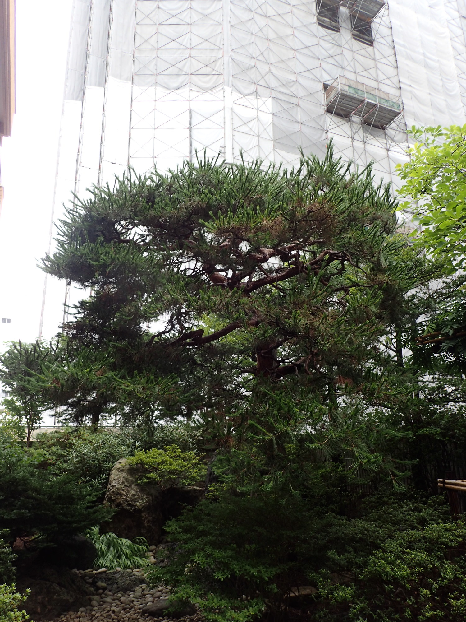 アカマツの剪定前。