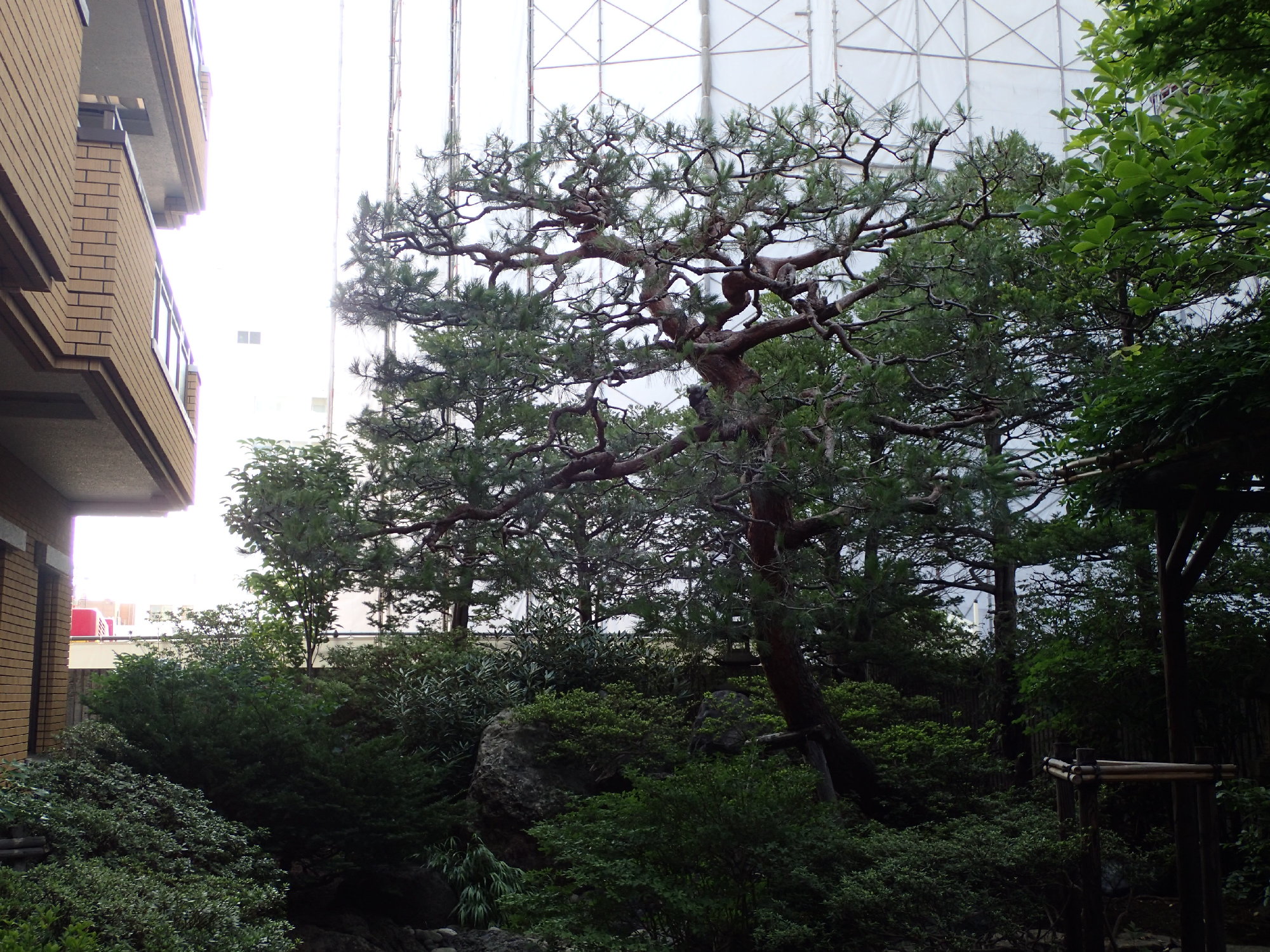 アカマツの剪定後。