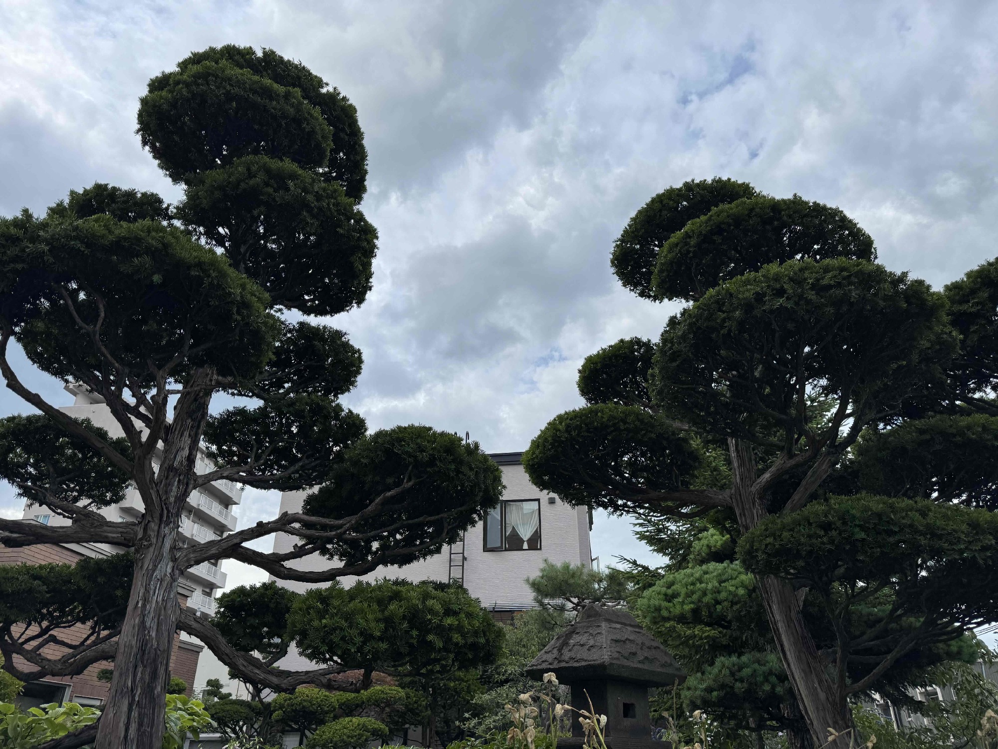 仕立物オンコの剪定後。