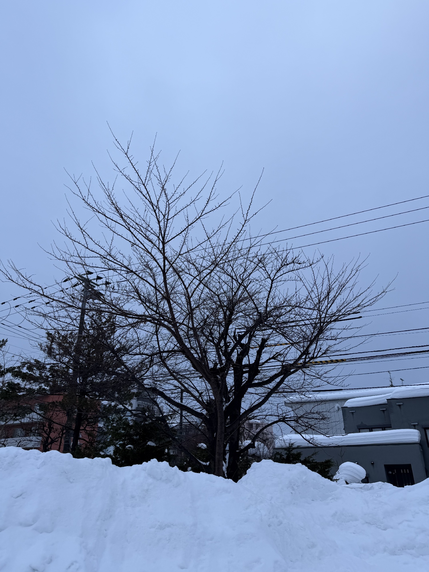 サクラの剪定前。