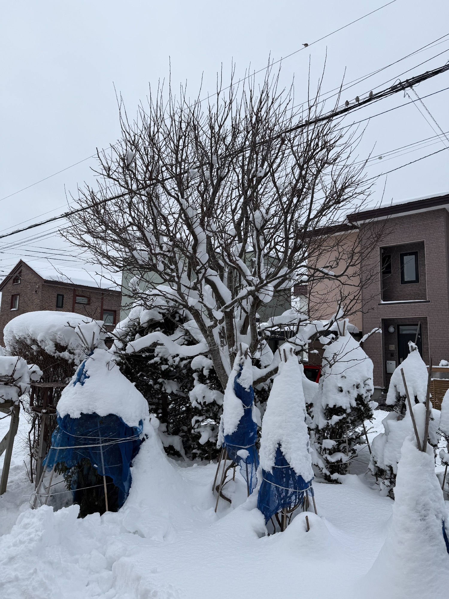 プラムの剪定後。