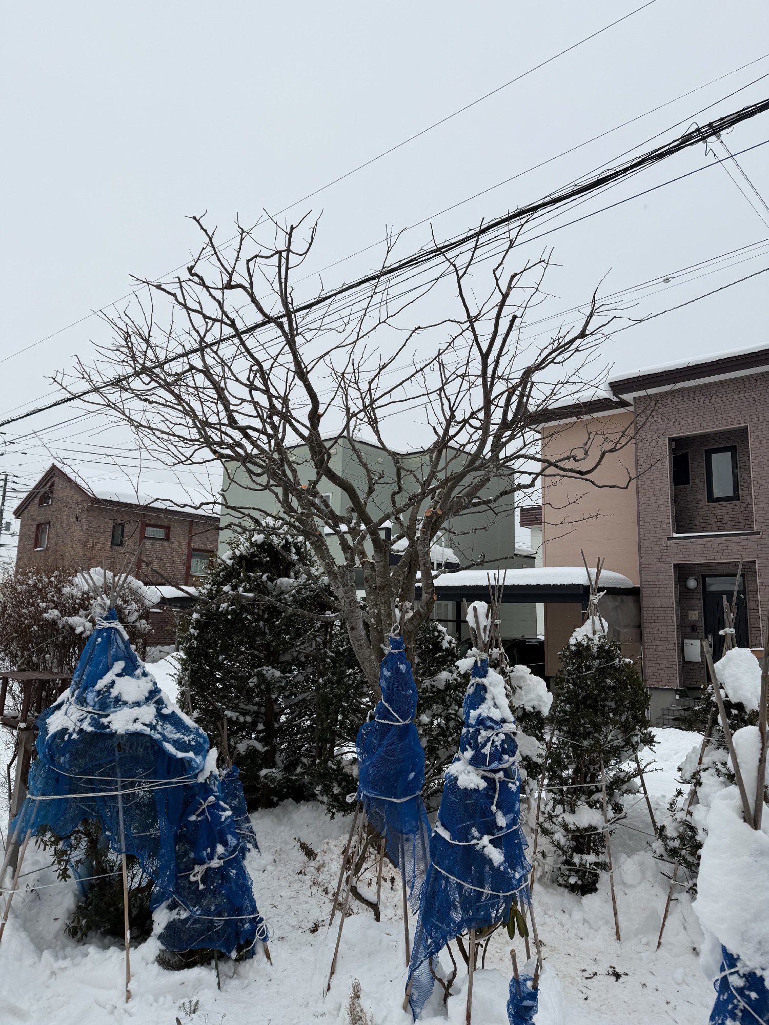 プラムの剪定前。