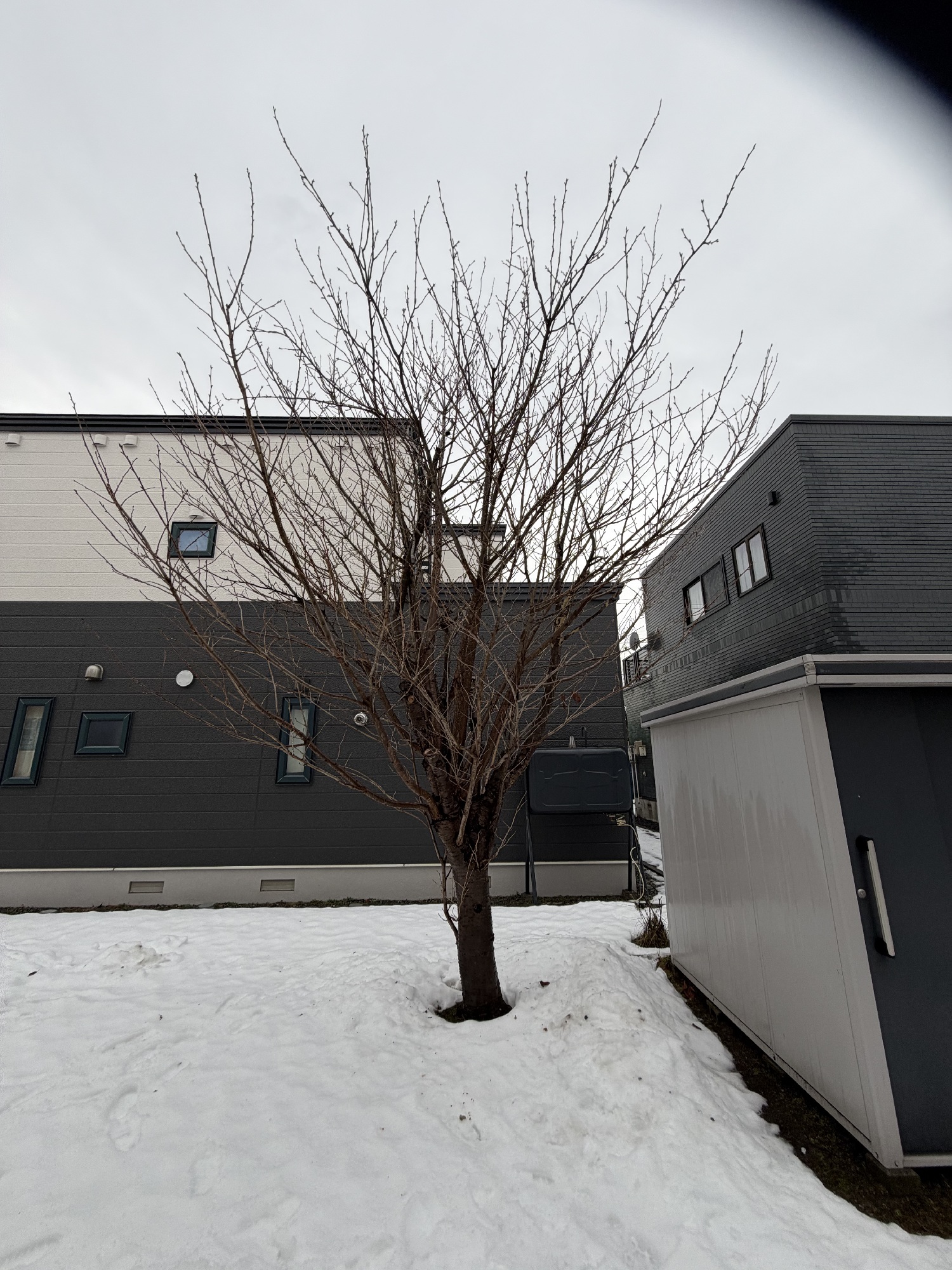 ヤエザクラの剪定前。