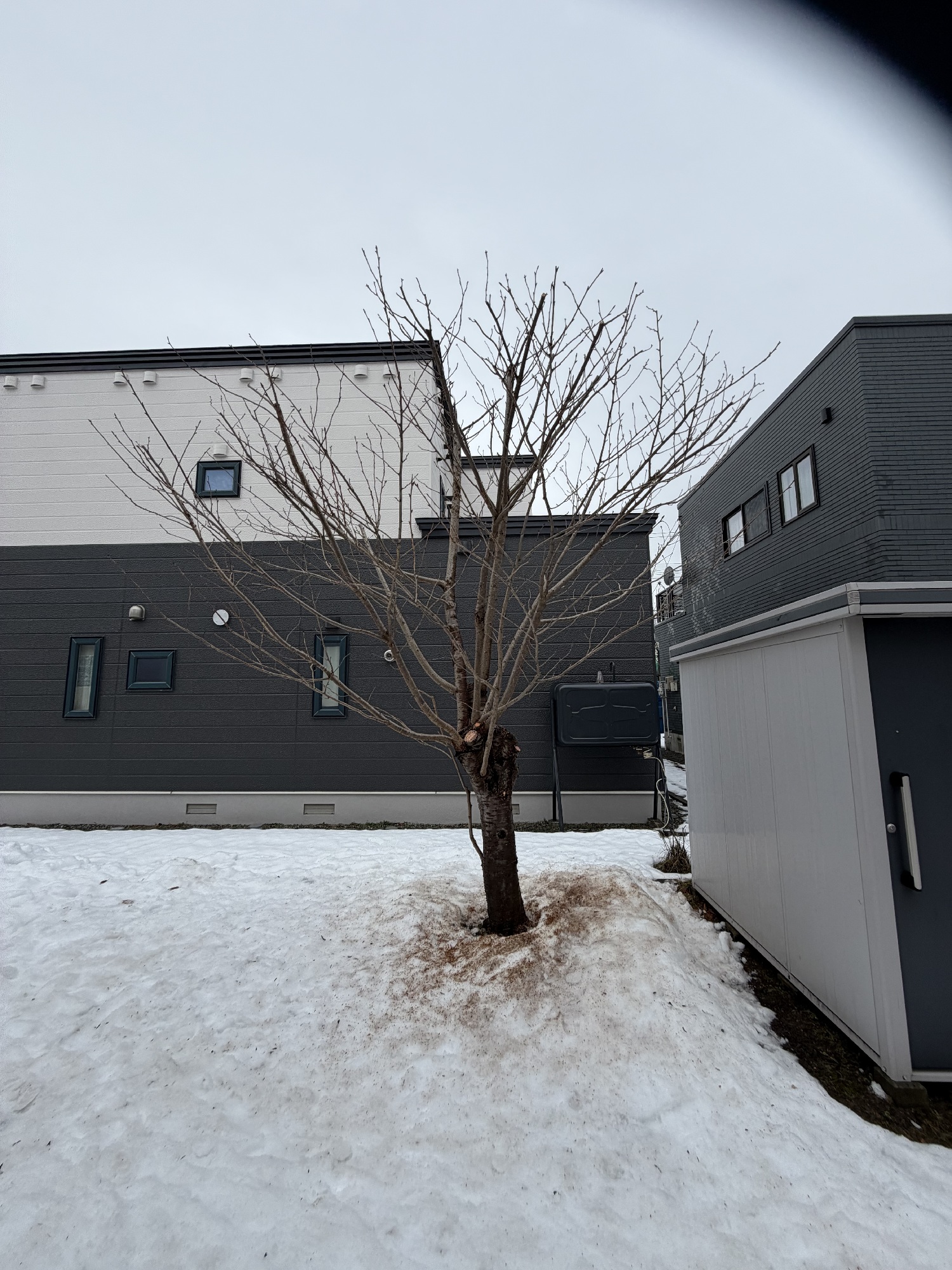 ヤエザクラの剪定後。