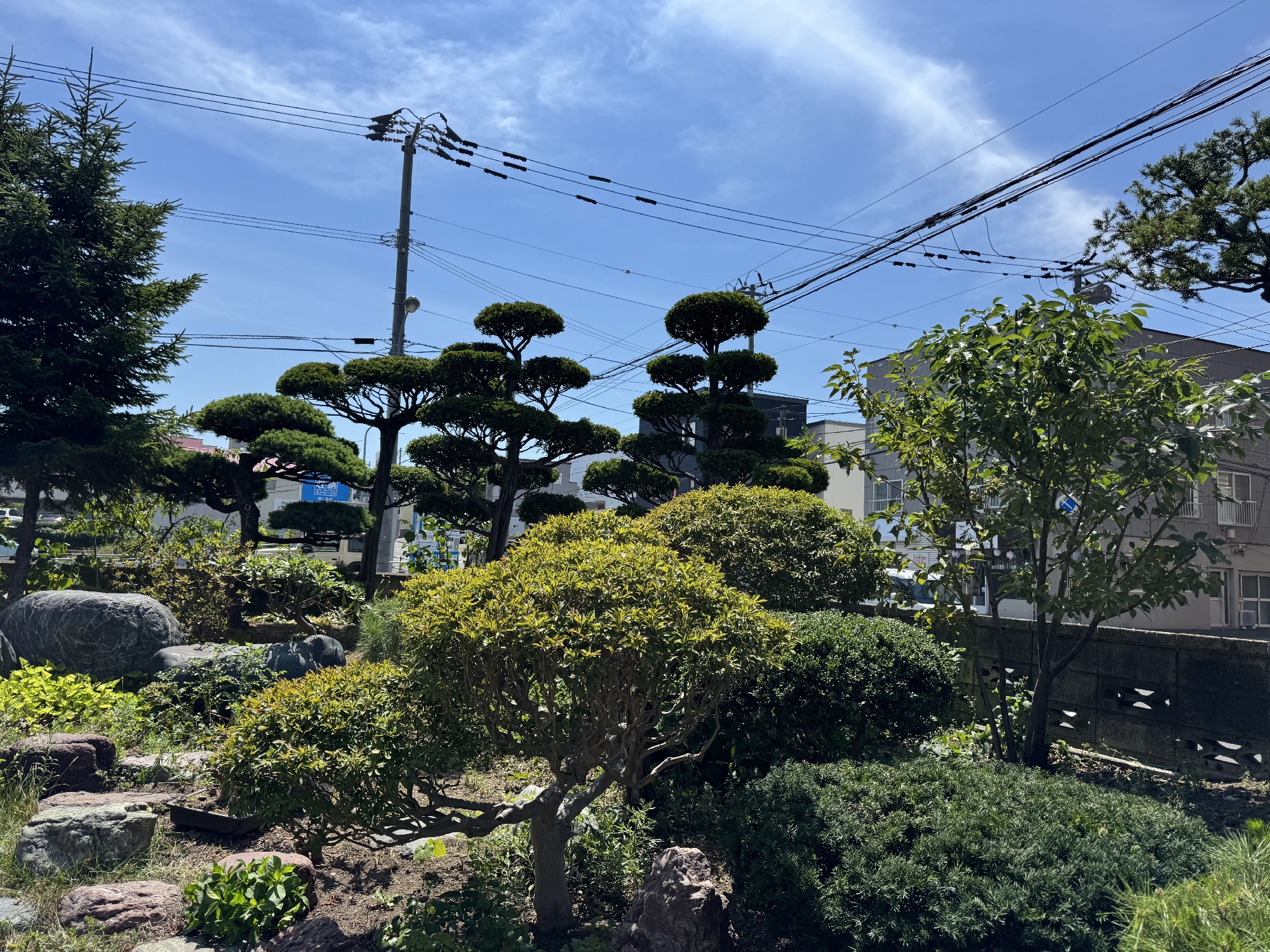 8月、札幌市のお庭、剪定後。